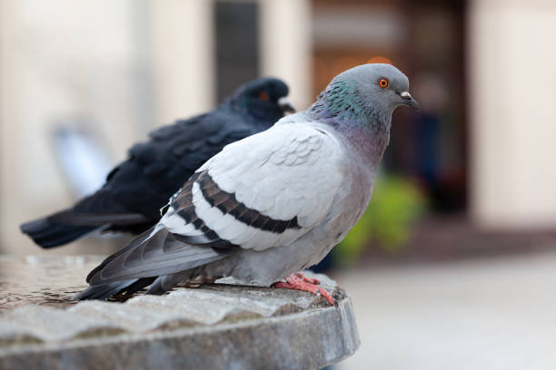 deux pigeons malades